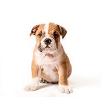 English bulldog puppy photo