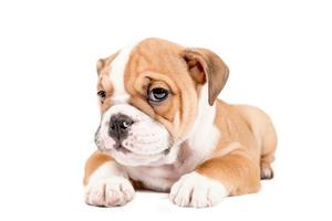 Cute puppy of English Bulldog photo