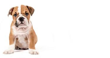 Cute puppy of English Bulldog photo