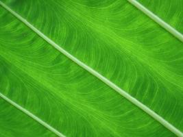 Close up green texture a leaf.. Natural background. photo