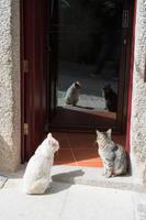 Two cats sit on a house entrance. photo