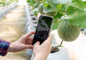 Female hands using smartphone for take photo with fresh melon in greenhouse melon farm.