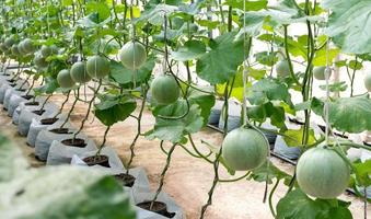 joven brote de japonés melones o verde melones o Cantalupo melones plantas creciente en invernadero orgánico melón granja. foto
