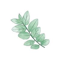 watercolor leaves clipart illustration photo