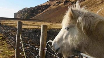 cerca arriba hermosa blanco islandés caballo cara Mira a cámara en campo detrás cerca aislado en soleado día en naturaleza al aire libre video