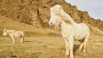 White brown three Icelandic horses stands by mountain isolated in sunny day by ring road video