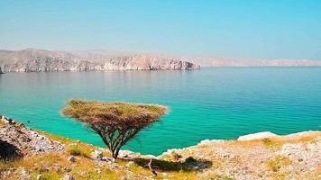 lindo ensolarado árido Omã panorama dentro persa golfo baía com turquesa mar água, merillas ilhas fundo. caminhada rotas e flora. video