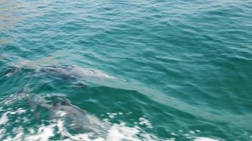 Close up boat tour passengers point of view beautiful three dolphins swim underwater play together with waves on persian gulf open water by Oman and UAE coastline video