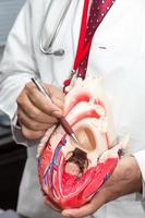 Doctor showing a model of a heart photo