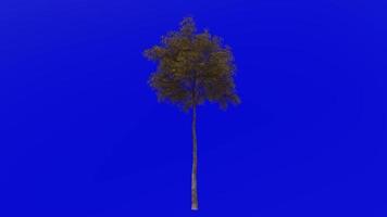 träd växter animering slinga - grå gummi träd - eukalyptus punctata - grön skärm krom nyckel - 1a - höst falla video