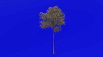 Tree plants animation loop - grey gum tree - eucalyptus punctata - green screen chroma key - 3a - winter snow video