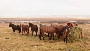 branco Castanho islandês cavalos carrinhos dentro a Centro do pasto rebanho comer alimentação em Relva em Islândia avião Campos dentro Primavera video