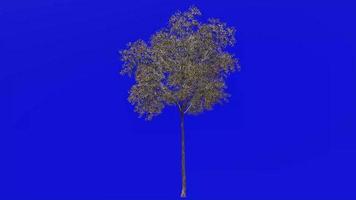 boom planten animatie lus - grijs gom boom - eucalyptus punctata - groen scherm chroma sleutel - 4b - winter sneeuw video