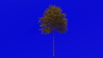 Tree plants animation loop - grey gum tree - eucalyptus punctata - green screen chroma key - 5a - autumn fall video