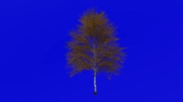 Baum Pflanzen Animation Schleife - - asiatisch japanisch Weiß Birke - - Betula Platyphylle - - Grün Bildschirm Chroma Schlüssel - - 1a - - Herbst fallen video