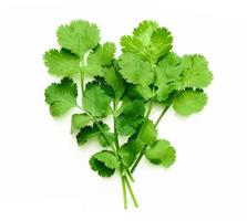 coriander or cilantro leaves isolated on white background. bunch of coriander or cilantro leaves isolated on white background. top view coriander or cilantro leaves isolated photo