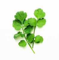 coriander or cilantro leaves isolated on white background. bunch of coriander or cilantro leaves isolated on white background. top view coriander or cilantro leaves isolated photo