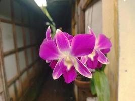 Dendrobium Orchid blooming photo