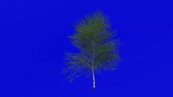 Tree plants animation loop - asian japanese white birch - betula platyphylla - green screen chroma key - 3a - summer spring video