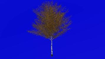 Baum Pflanzen Animation Schleife - - asiatisch japanisch Weiß Birke - - Betula Platyphylla - - Grün Bildschirm Chroma Schlüssel - - 5a - - Herbst fallen video