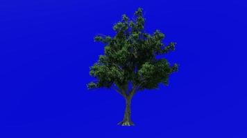 Tree Animation - katsura tree - cercidiphyllum - green screen chroma key - 1a - summer spring video