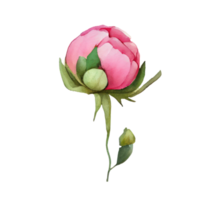 watercolor rose . AI Generated png