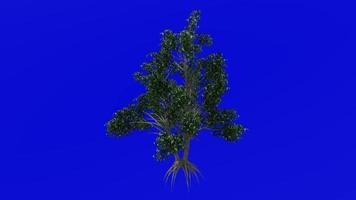 árvore plantas animação ciclo - kousa dogwood - chinês coreano japonês dogwood - cornus kousa - verde tela croma chave 1c - verão Primavera video