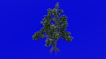 Baum Pflanzen Animation Schleife - - kousa Hartriegel - - Chinesisch Koreanisch japanisch Hartriegel - - Hornhaut kousa - - Grün Bildschirm Chroma Schlüssel 1c - - Blume video