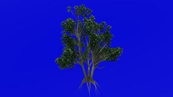 árvore plantas animação ciclo - kousa dogwood - chinês coreano japonês dogwood - cornus kousa - verde tela croma chave - 1b video