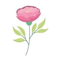 Flat hand drawn pink rose flower illustration isolated on white background vector