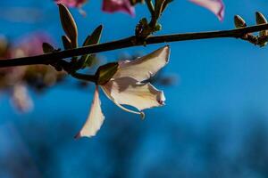 Bauhinia variegata blooming white and pink tree in the streets of the city of Alicante in spring photo