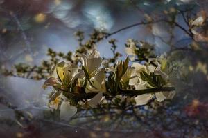 Bauhinia variegata blooming white and pink tree in the streets of the city of Alicante in spring photo