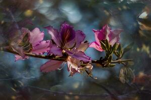 Bauhinia variegata blooming white and pink tree in the streets of the city of Alicante in spring photo