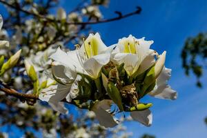 Bauhinia variegata blooming white and pink tree in the streets of the city of Alicante in spring photo