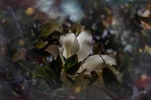 Bauhinia variegata blooming white and pink tree in the streets of the city of Alicante in spring photo