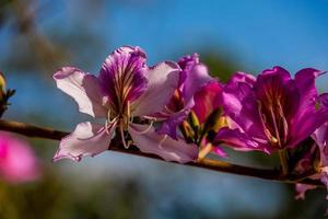 Bauhinia variegata blooming white and pink tree in the streets of the city of Alicante in spring photo