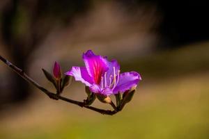 bauhinia variegata floreciente blanco y rosado árbol en el calles de el ciudad de alicante en primavera foto