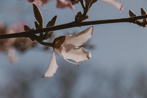 Bauhinia variegata blooming white and pink tree in the streets of the city of Alicante in spring photo