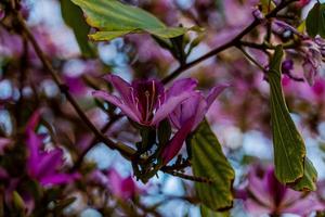 Bauhinia variegata blooming white and pink tree in the streets of the city of Alicante in spring photo