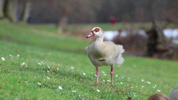 Egyptian goose is grazing and quacking on the grassland video