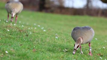 Pair of Egyptian geese are grazing on the grassland video