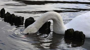 Close-up at white swan swimming and feeding in the pond video