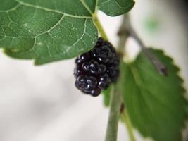 Fresh black mulberry fruit on a tree photo