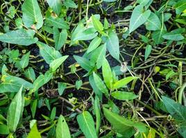 kangkung vegetable plants in the garden with sunlight photo