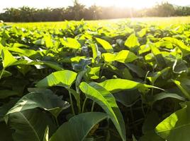 kangkung vegetable plants in the garden with sunlight photo