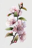 illustration of realistic sakura or cherry blossom, japanese spring flower sakura, pink cherry flower on white background photo