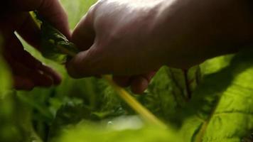 Freshly grown food in vegetable garden being harvested video