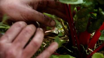 nyligen vuxen mat i vegetabiliska trädgård varelse UPPTAGITS video