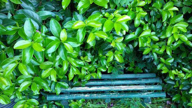 background of green leaves, texture, concept of forests and environmental protection photo