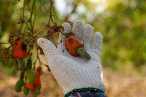 Cashew fruit in the hands of farmers. The fruit looks like rose apple or pear. The young fruit is green. When ripe, it turns red-orange. At the end of the fruit there is a seed, shaped like a kidney. photo